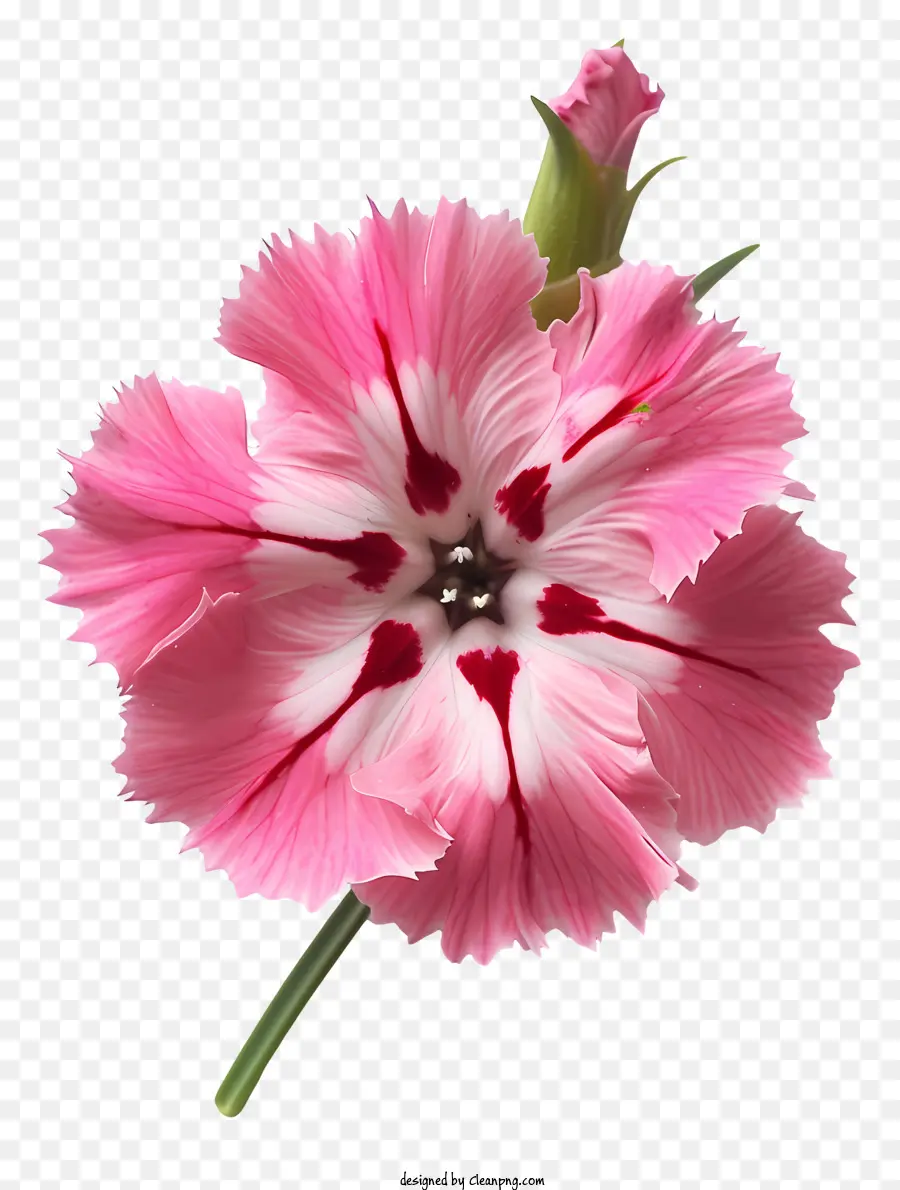 Bunga Dianthus，Bunga Anyelir Merah Muda PNG
