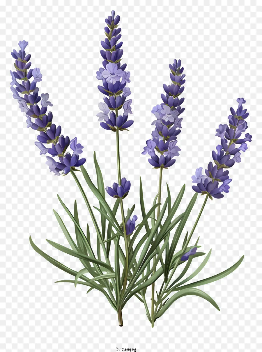 Lavendel，Warna Lembayung Muda PNG