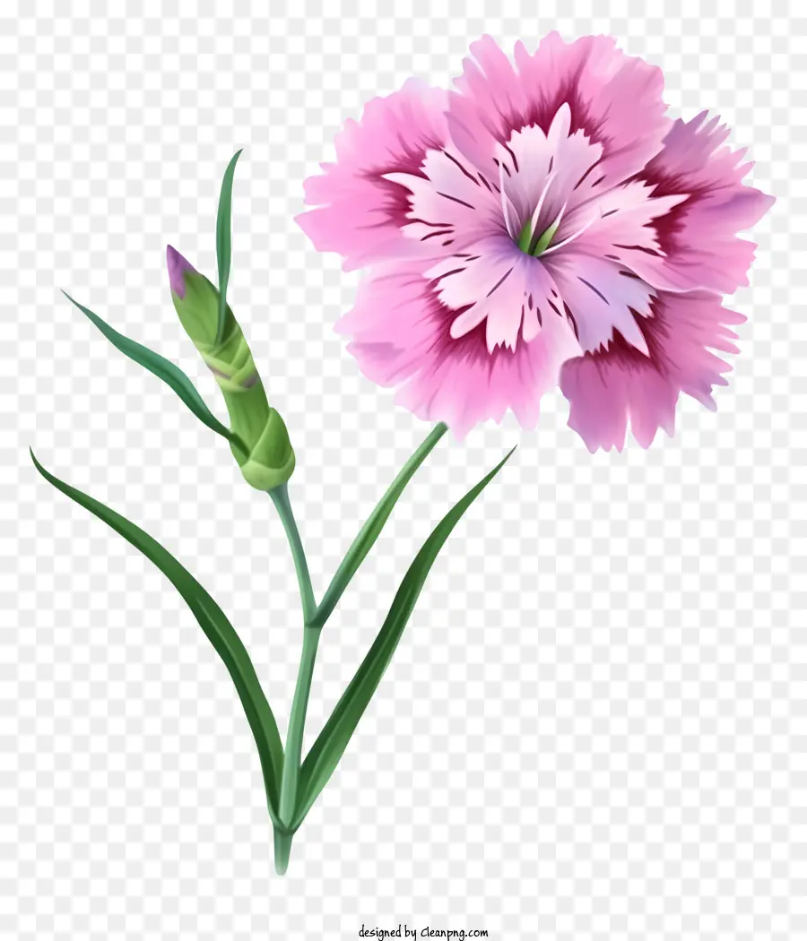 Ikon Bunga Dianthus Yang Elegan，Anyelir PNG