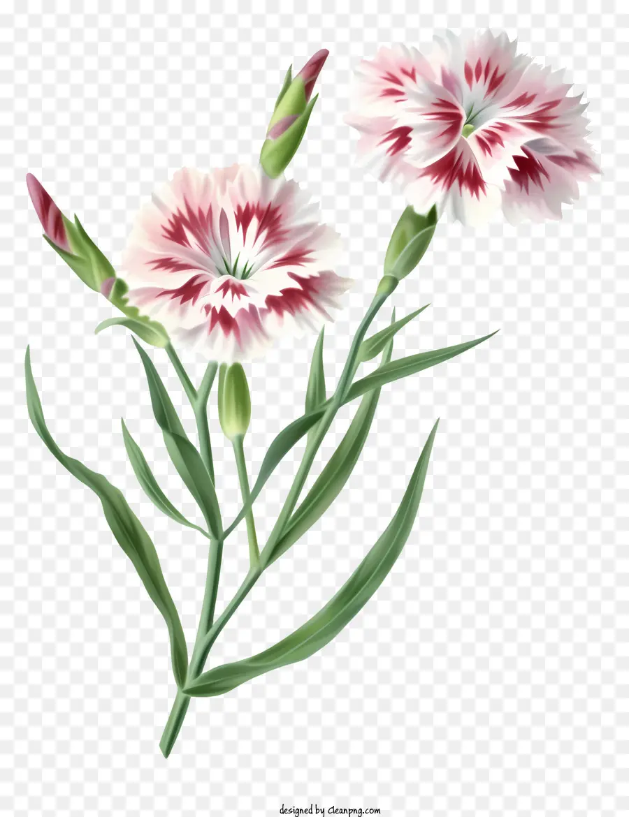 Ikon Bunga Dianthus Yang Elegan，Anyelir Merah Muda PNG