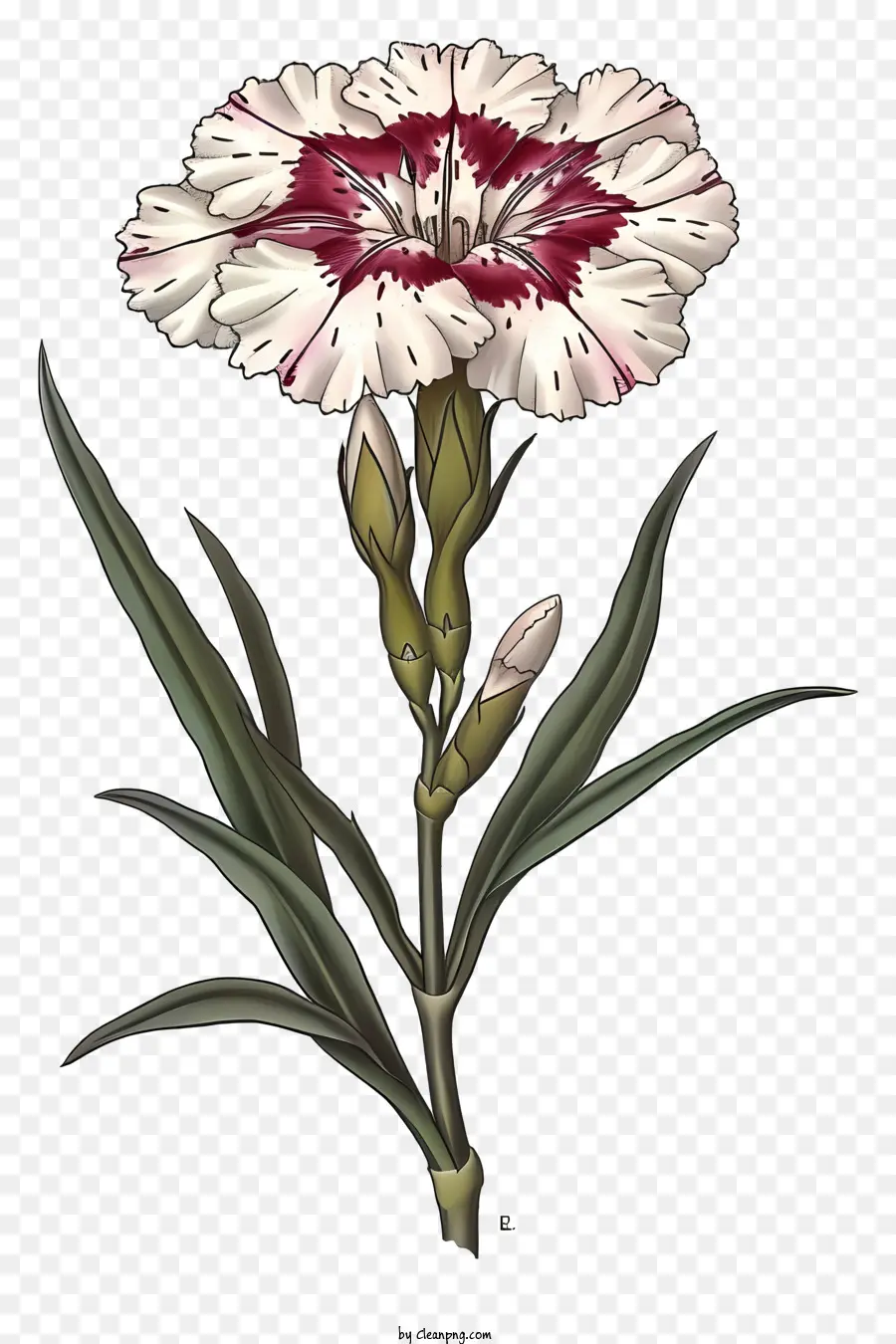 Dalam Gaya Ilustrasi Romantis，Bunga Dianthus Yang Elegan PNG