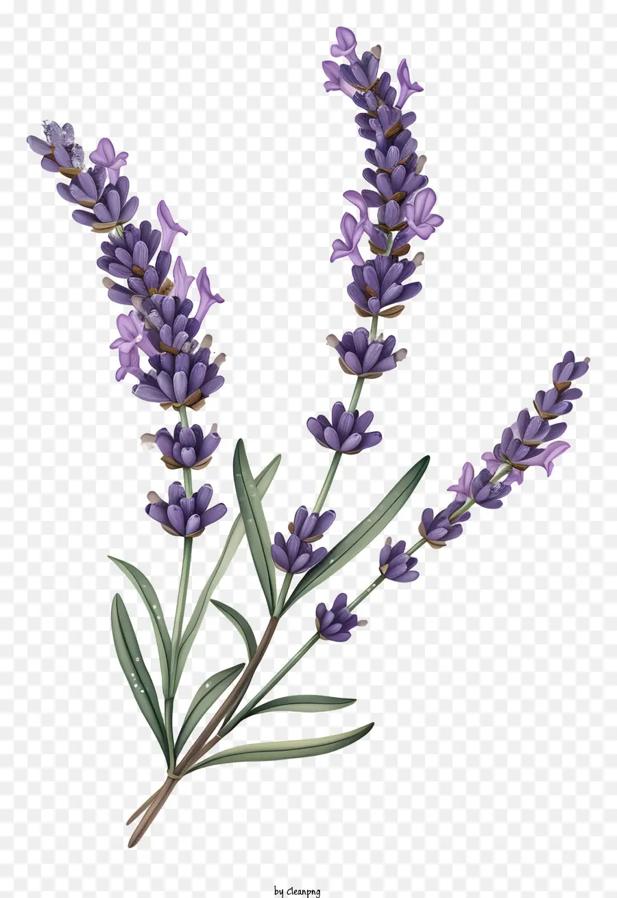 Lavender，Semak Lavender PNG