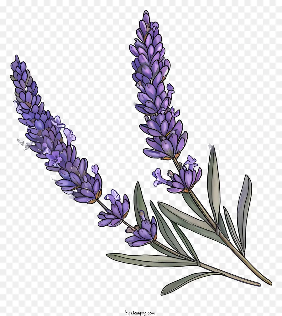 Lavendel，Warna Lembayung Muda PNG