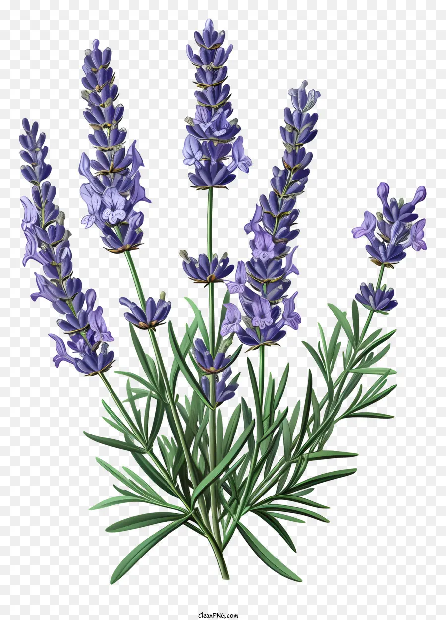 Lavender，Bunga Lavender PNG