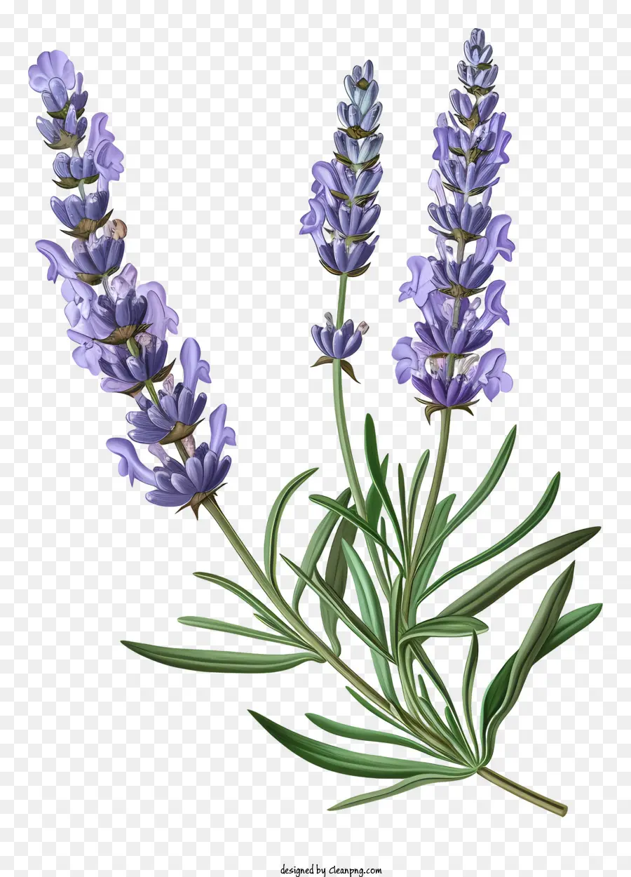 Lavendel，Warna Lembayung Muda PNG