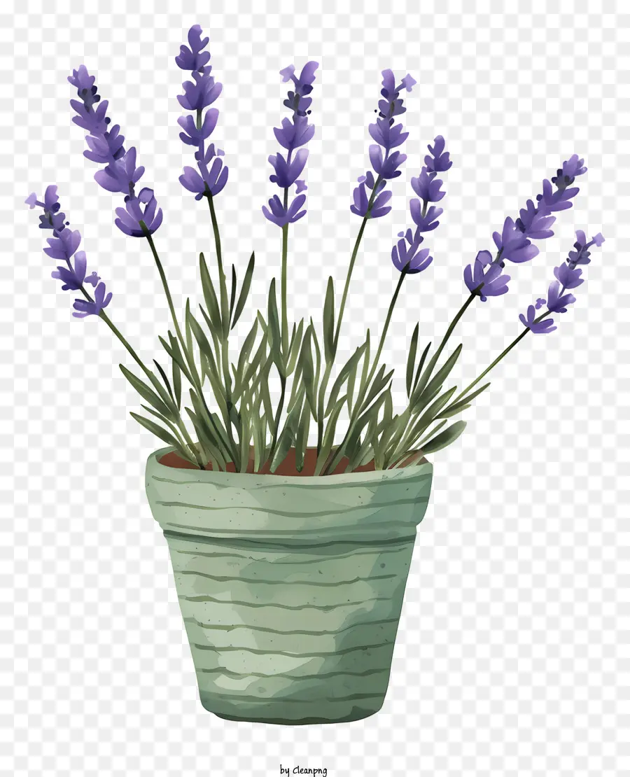 Lavender Dalam Pot，Bunga Lavender PNG