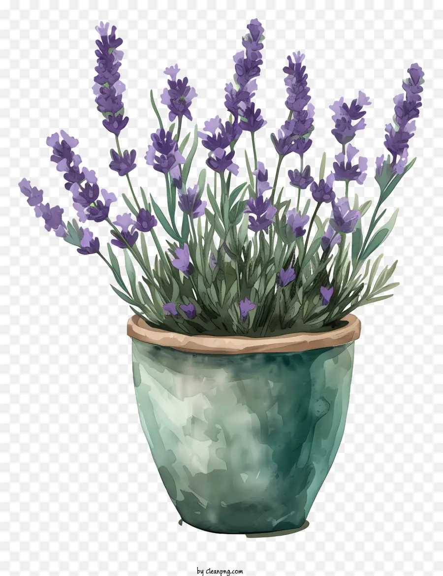 Lavendel Dalam Pot，Tanaman Dalam Pot PNG