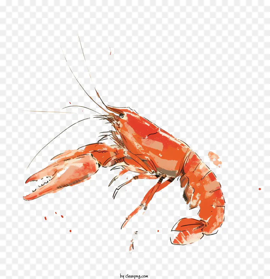 Mundur，Lobster Berwarna Warni PNG