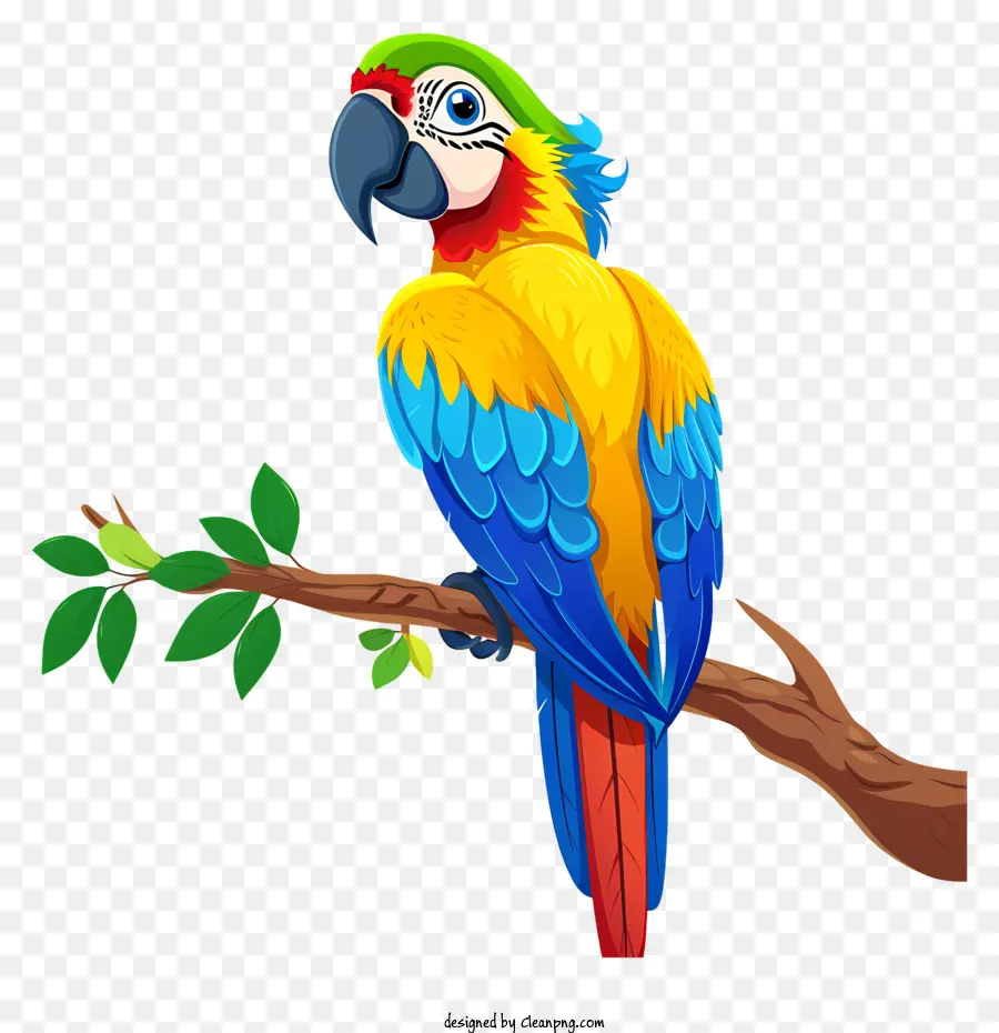 Macaw，Burung Beo PNG