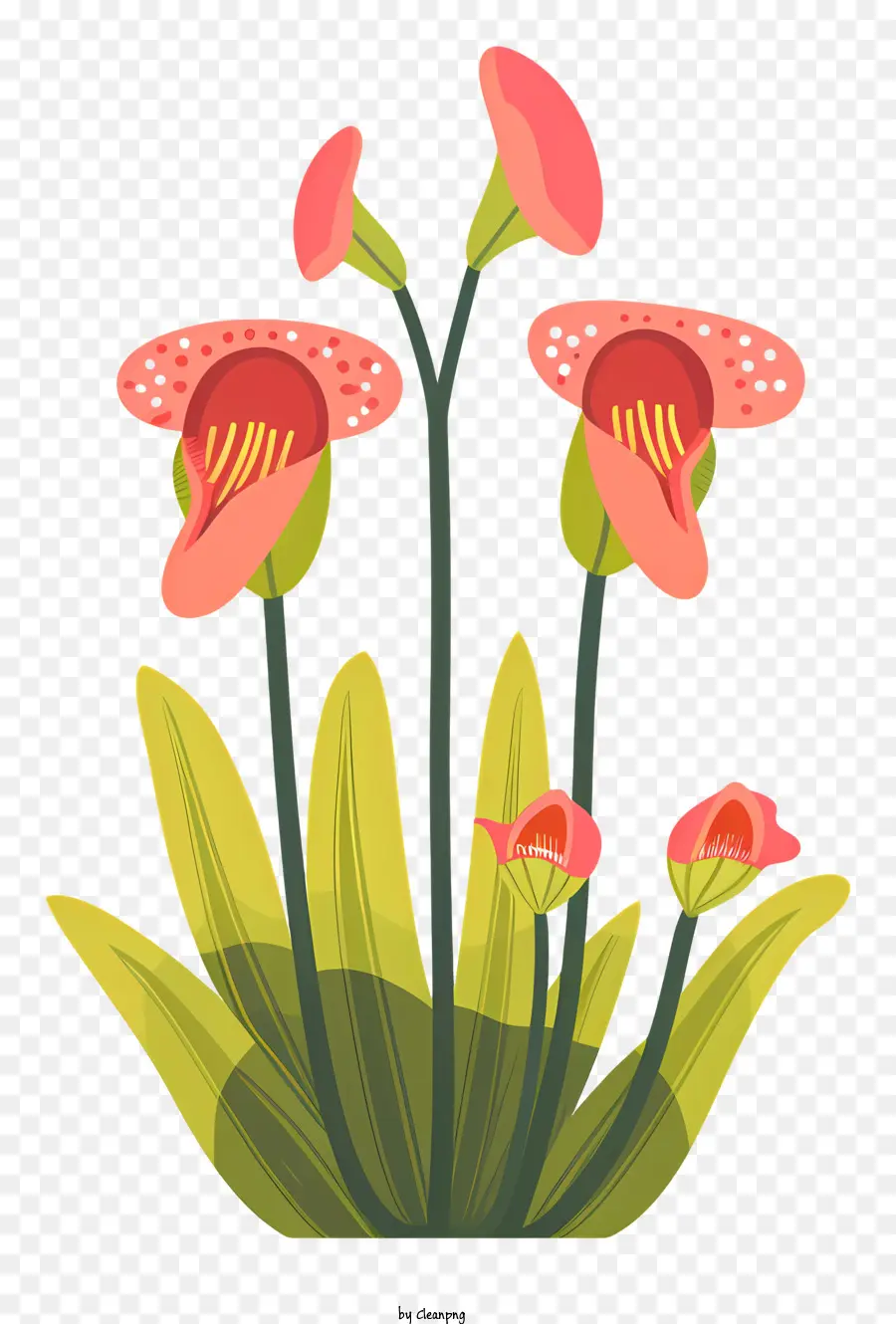Tanaman Karnivora，Bunga Merah Muda PNG