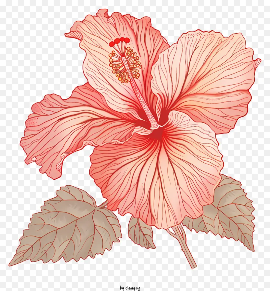 Bunga Kembang Sepatu，Bunga Hibiscus Pink PNG