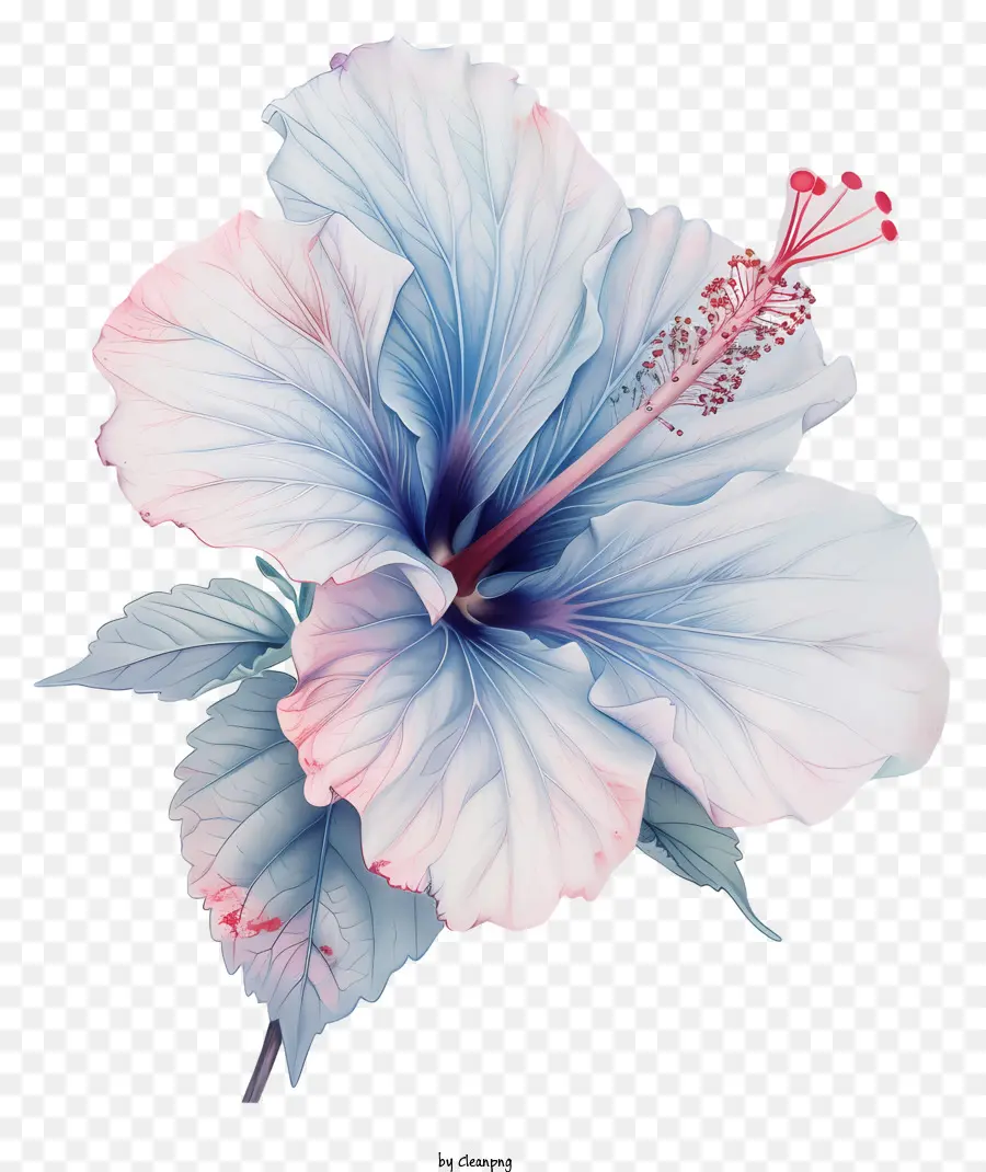 Bunga Kembang Sepatu，Biru Kembang Sepatu PNG