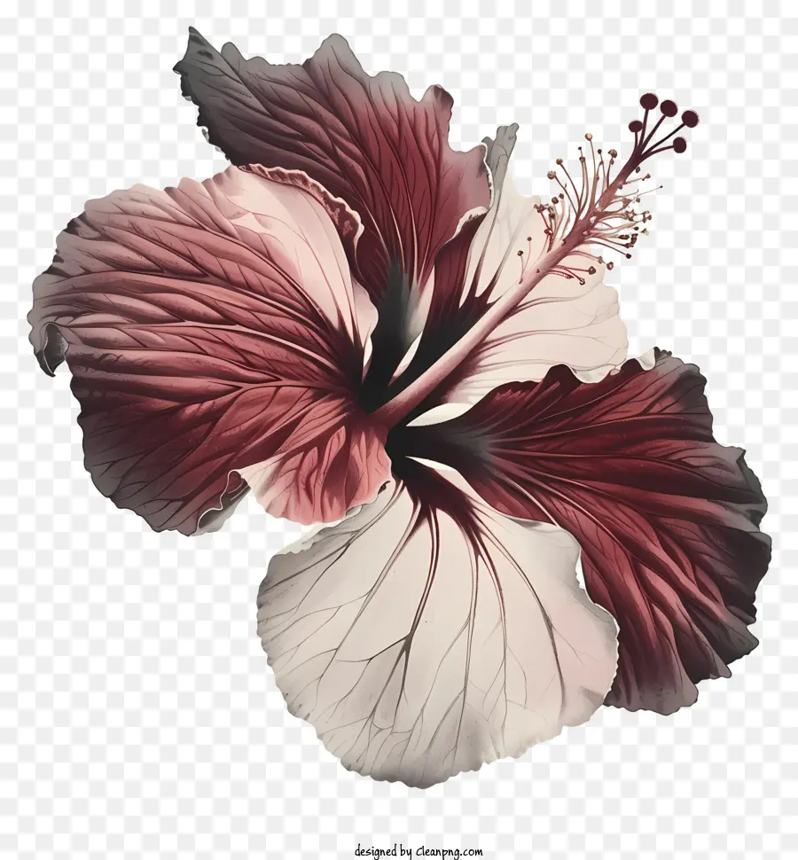 Bunga Kembang Sepatu，Bunga PNG