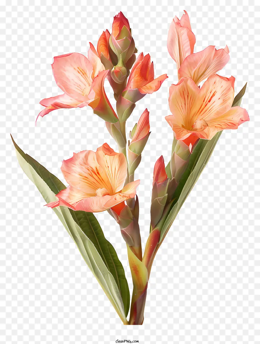 Bunga Canna Indica，Bunga PNG