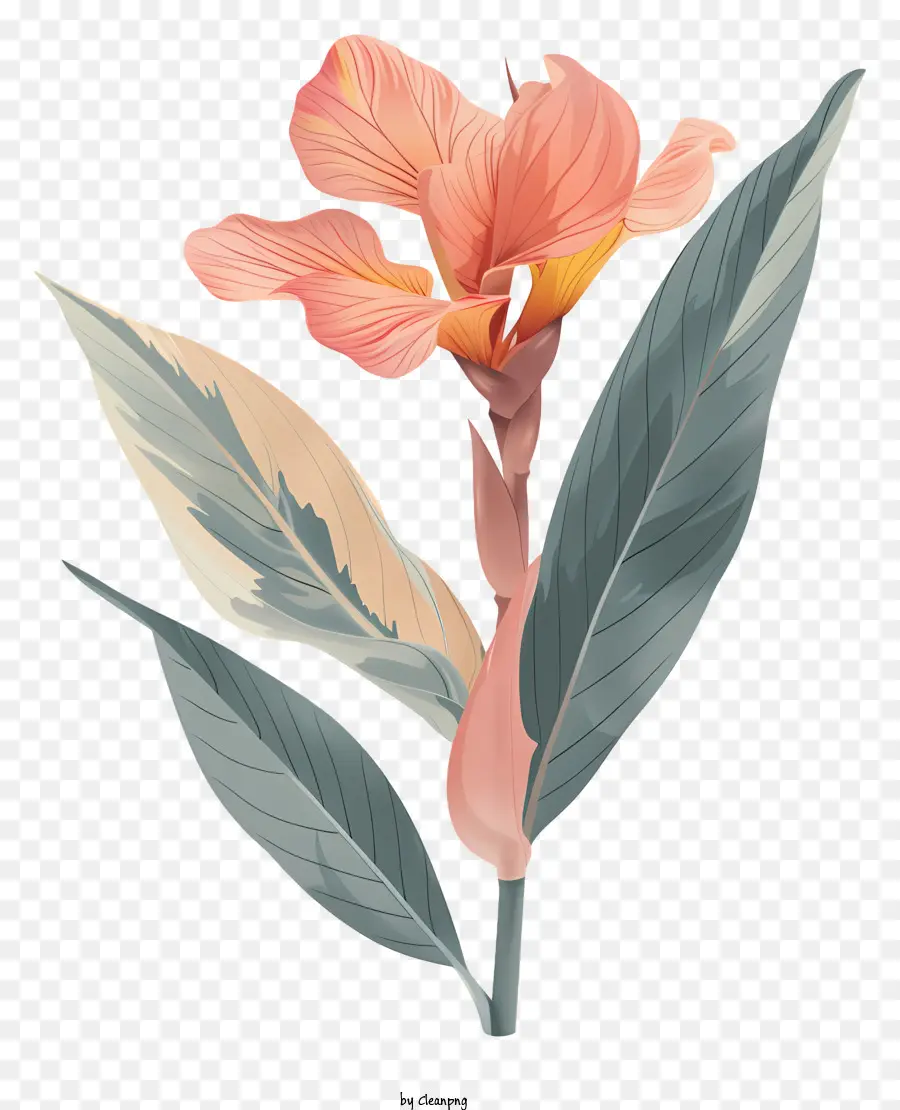 Bunga Canna Indica，Bunga Merah Muda PNG