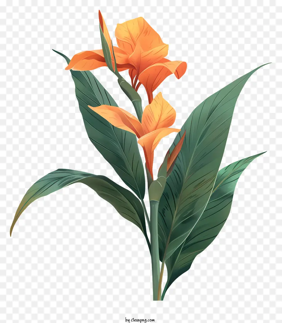 Bunga Canna Indica，Bunga Jeruk PNG