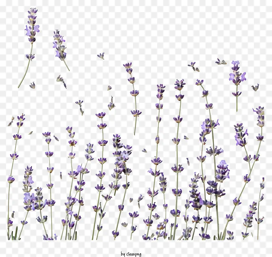 Bunga Lavender，Tanaman Lavender PNG