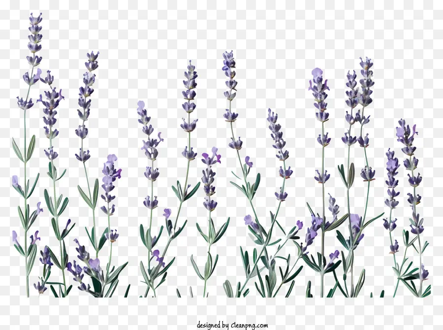 Bunga Lavender，Lavender PNG