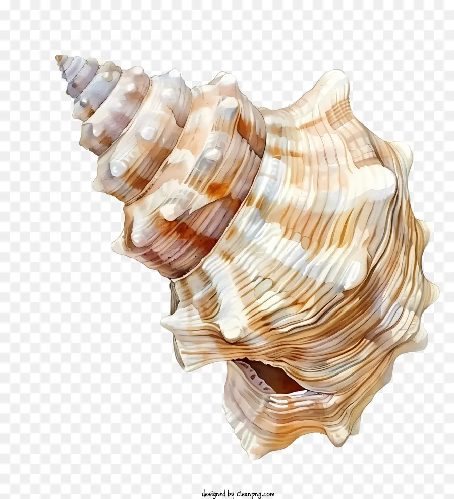 Keong，Kerang Laut PNG