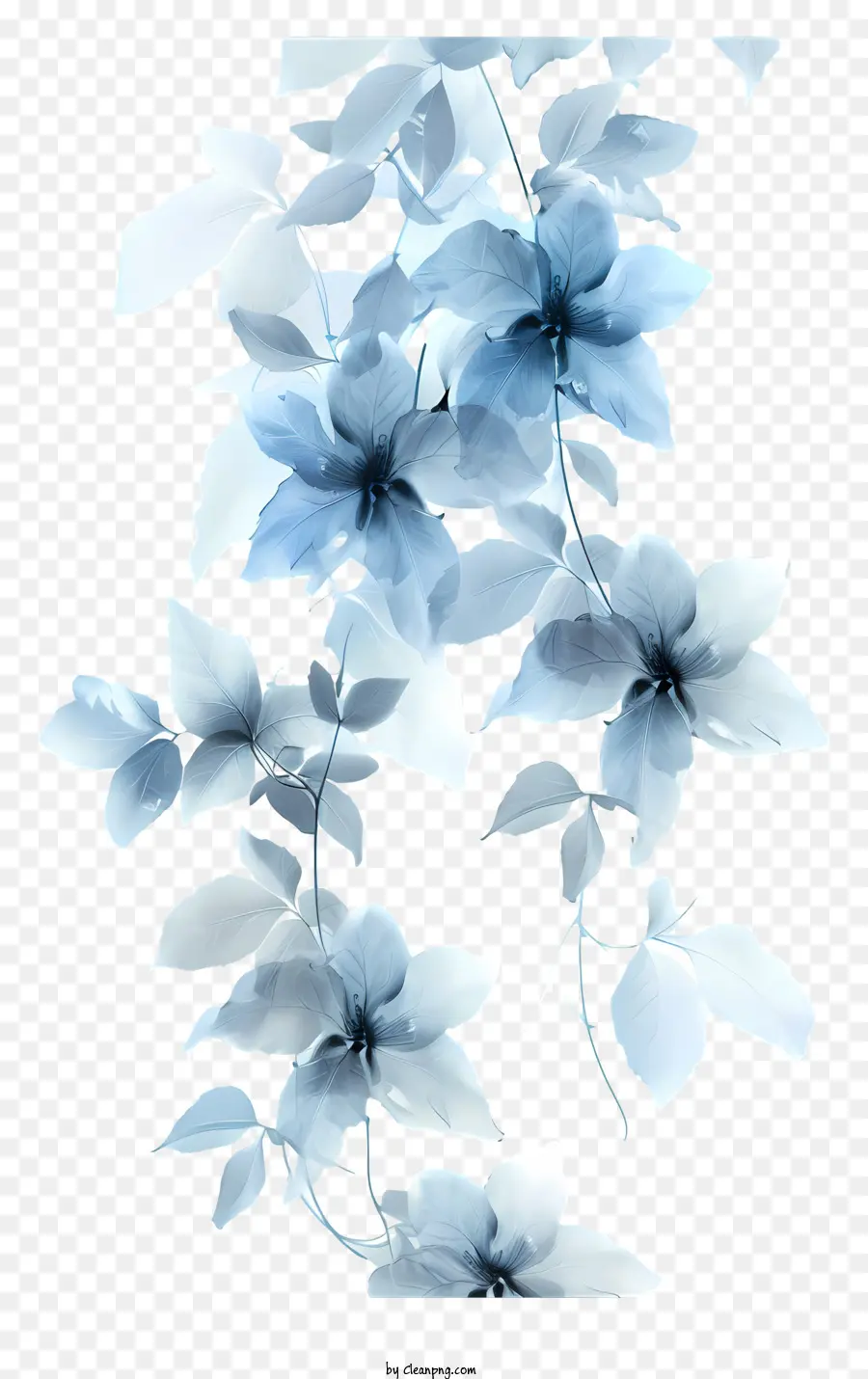 Vine Bunga Biru，Bunga Putih PNG