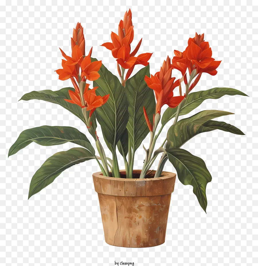 Bunga Canna Indica，Bunga Merah Dalam Pot PNG