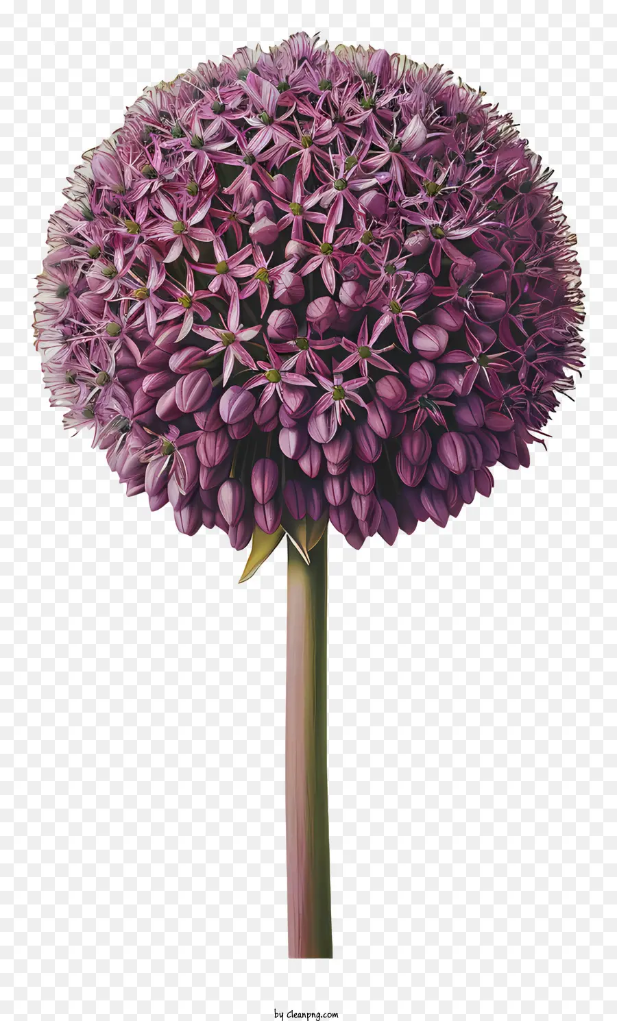 Bunga Allium Giganteum，Bunga Ungu PNG