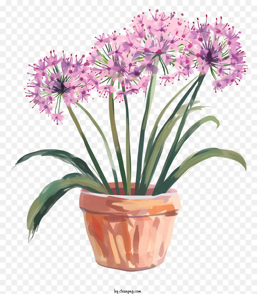 Bunga Allium Giganteum，Tanaman Pot PNG