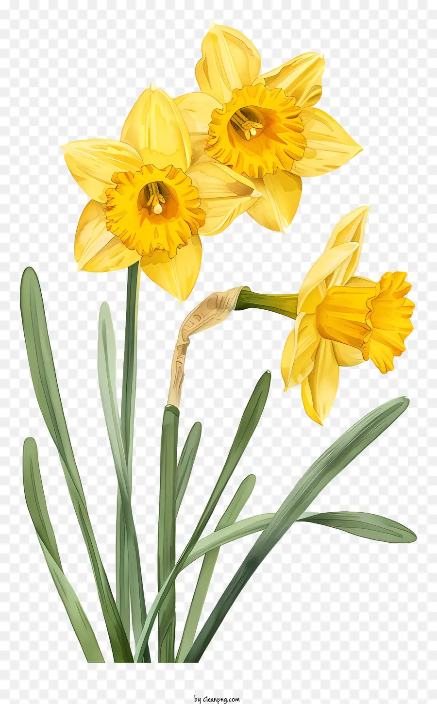Hari Santo David，Daffodil Kuning PNG