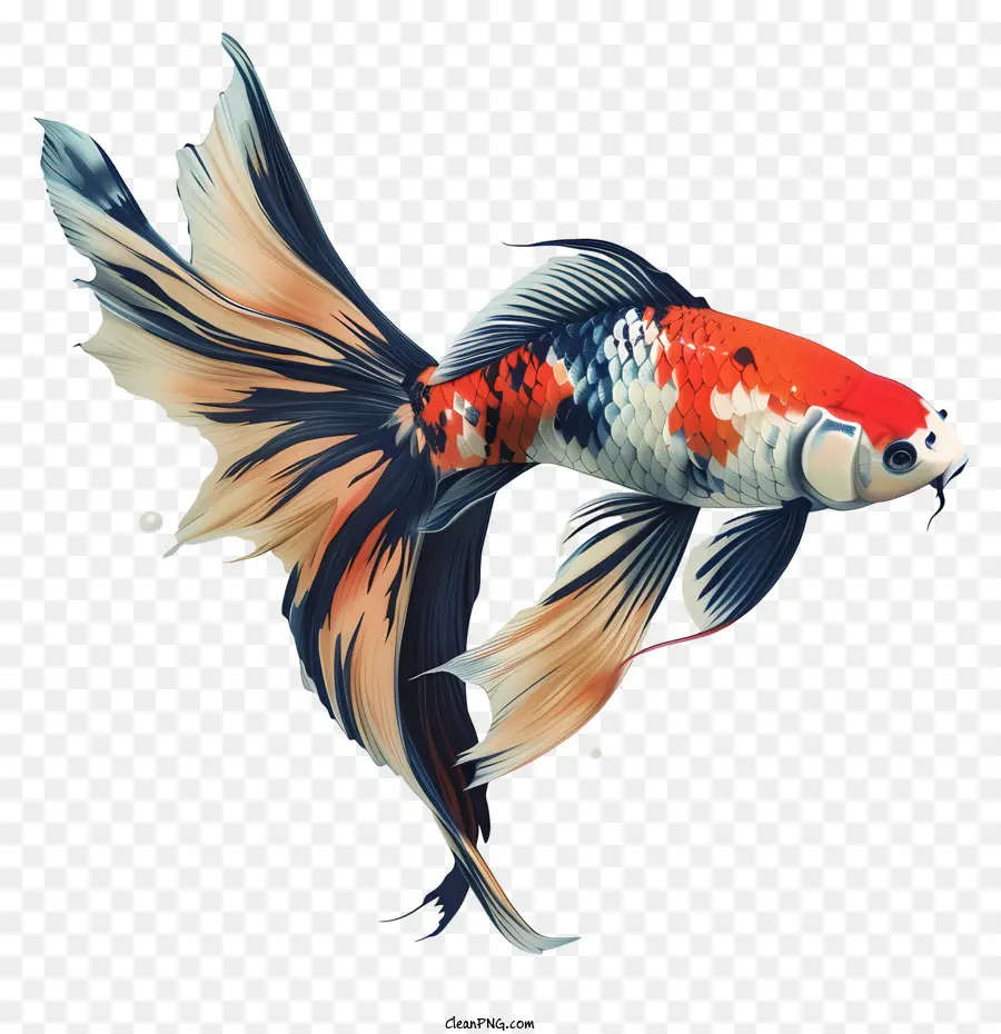 Ikan Koi，Ikan PNG