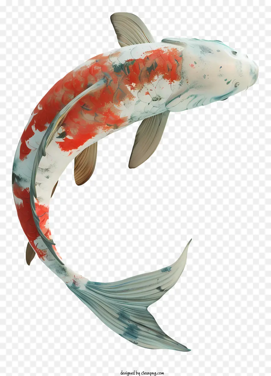 Ikan Koi，Garis Merah Dan Putih PNG