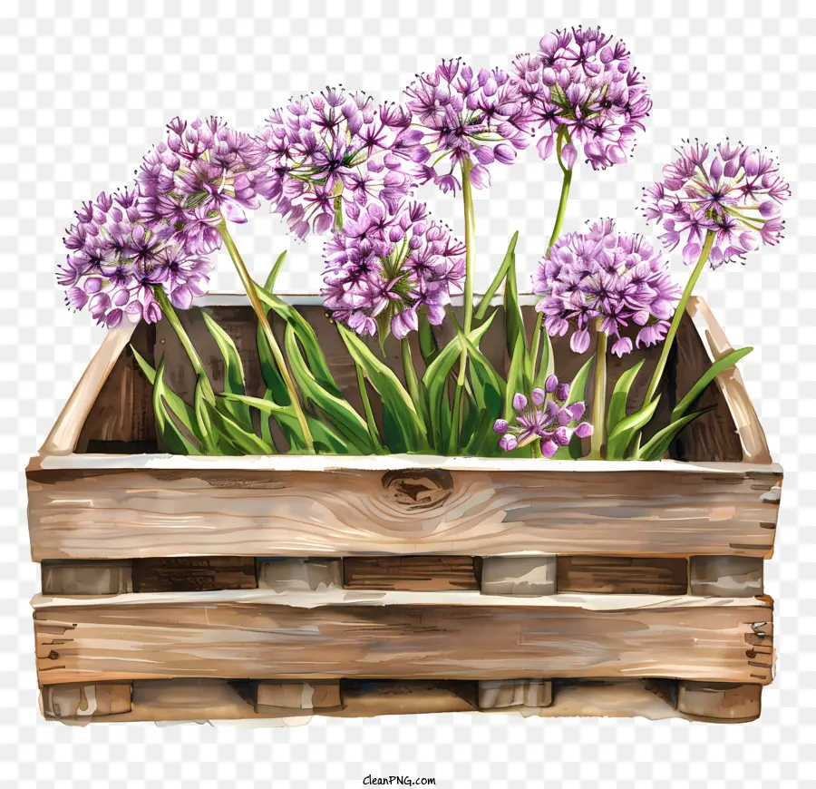 Bunga Allium Giganteum，Bunga PNG