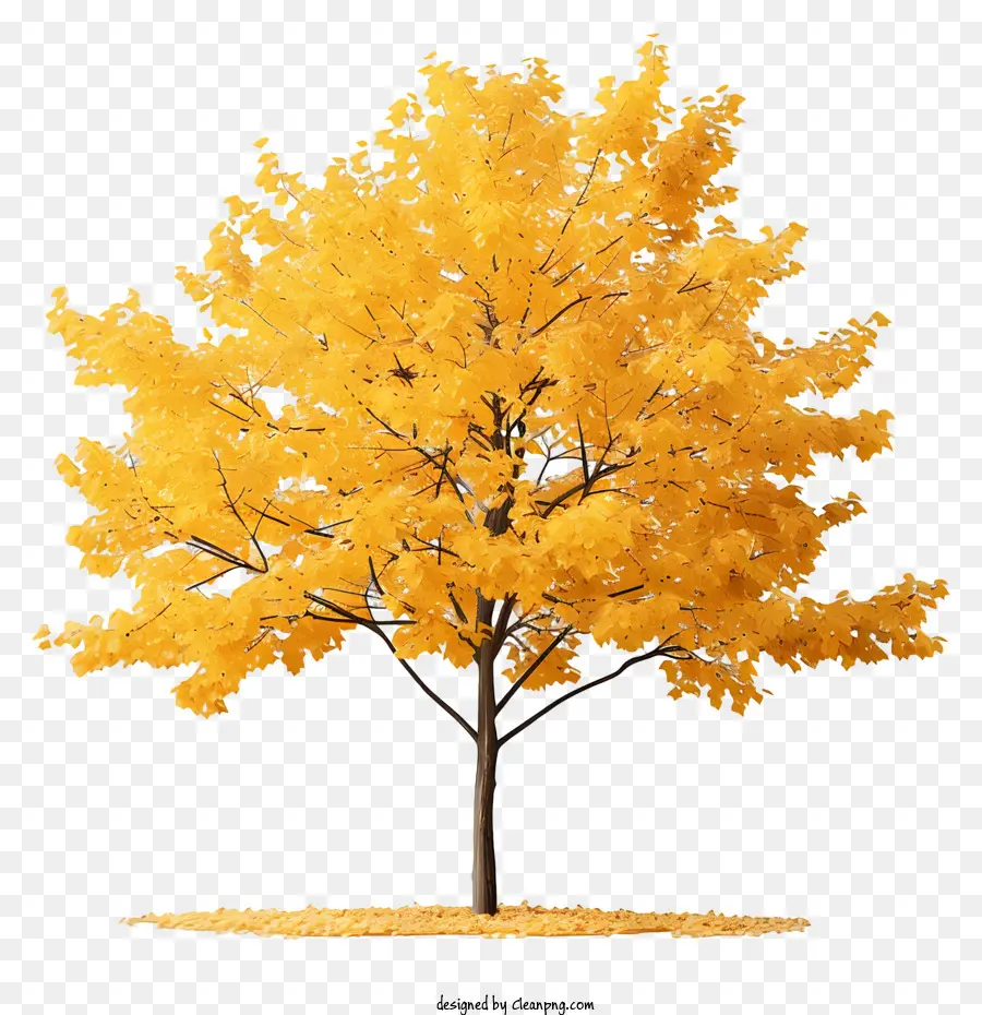 Kuning Pohon Maple，Pohon Soliter PNG