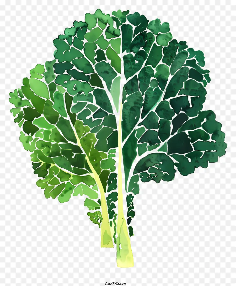 Kubis，Daun Kangkung PNG