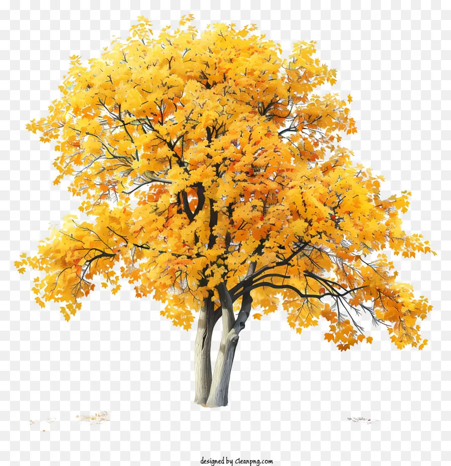 Kuning Pohon Maple，Pohon PNG