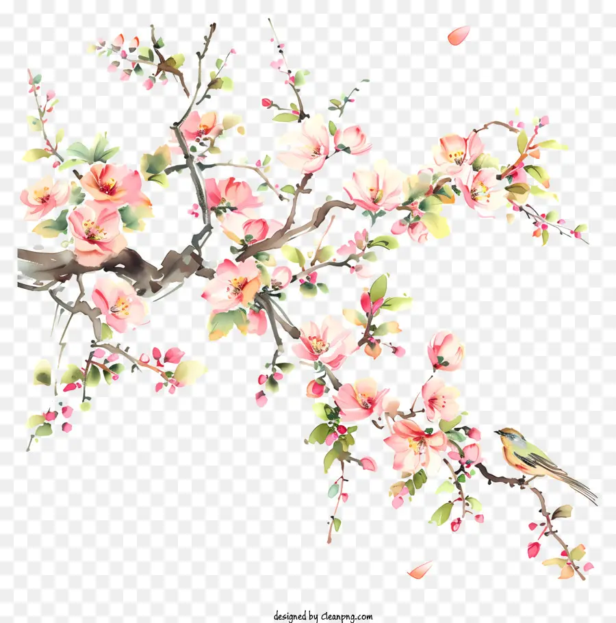 Cat Air，Bunga Sakura PNG