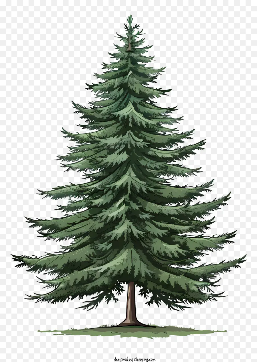Pohon Cemara，Pohon Pinus PNG