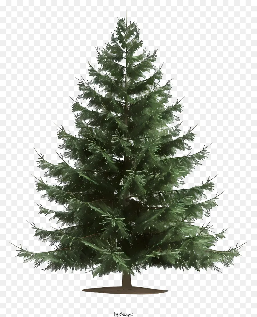 Pohon Cemara，Pohon Natal PNG