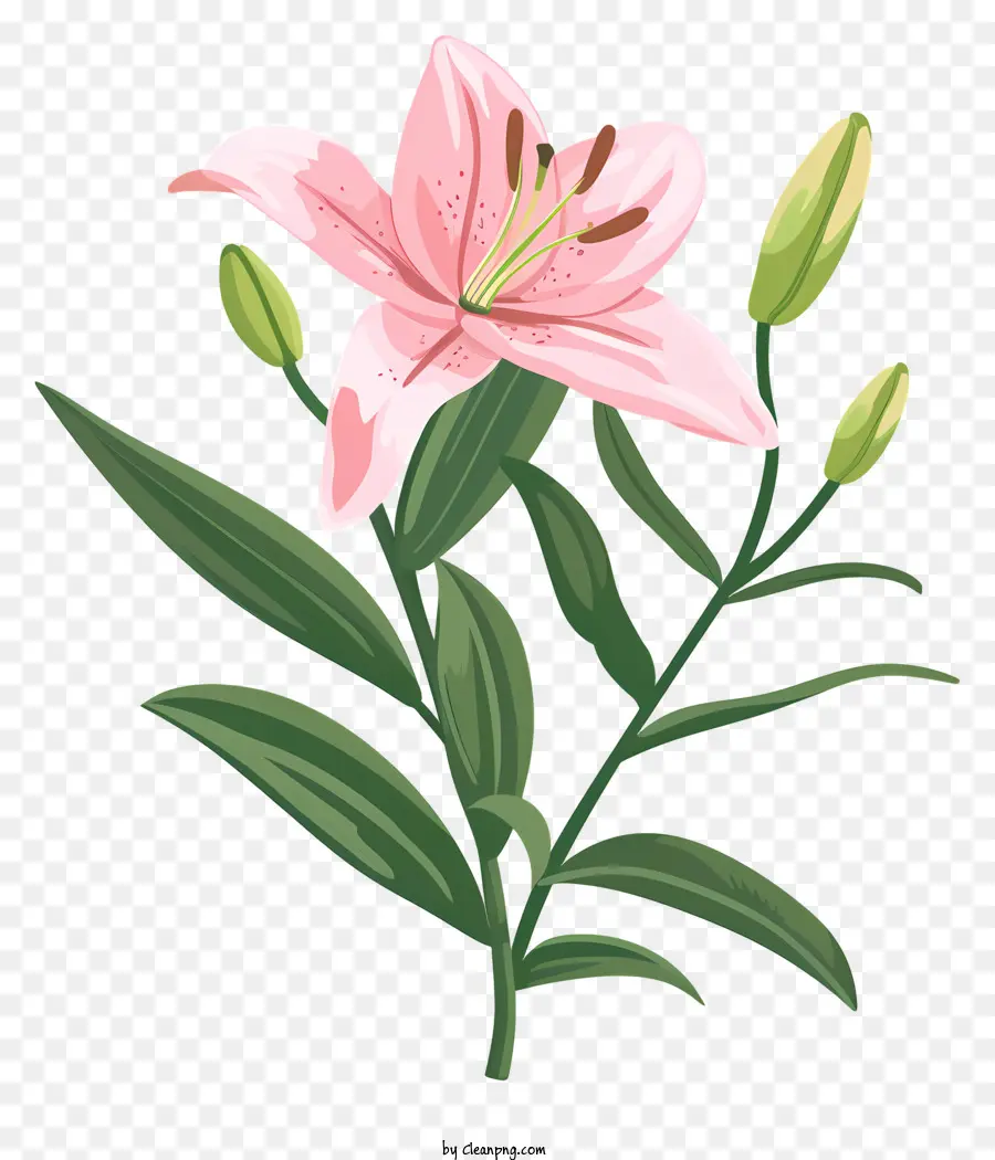 Pink Lily，Bunga PNG