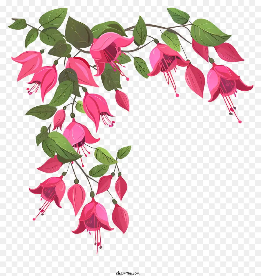 Bunga Fuchsia，Bunga Merah Muda PNG