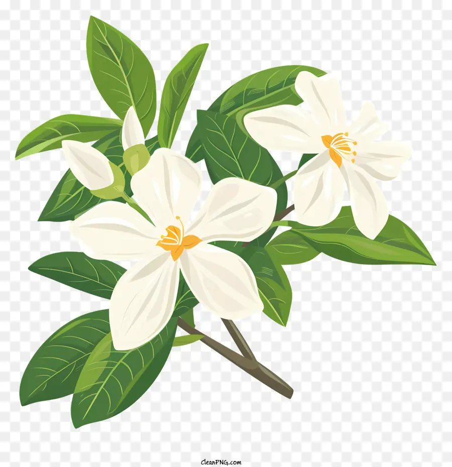 Bunga Melati，Kelopak Putih PNG
