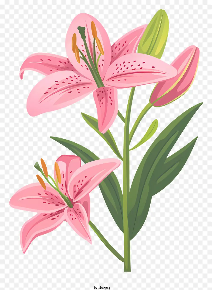 Pink Lily，Closeup Bunga PNG