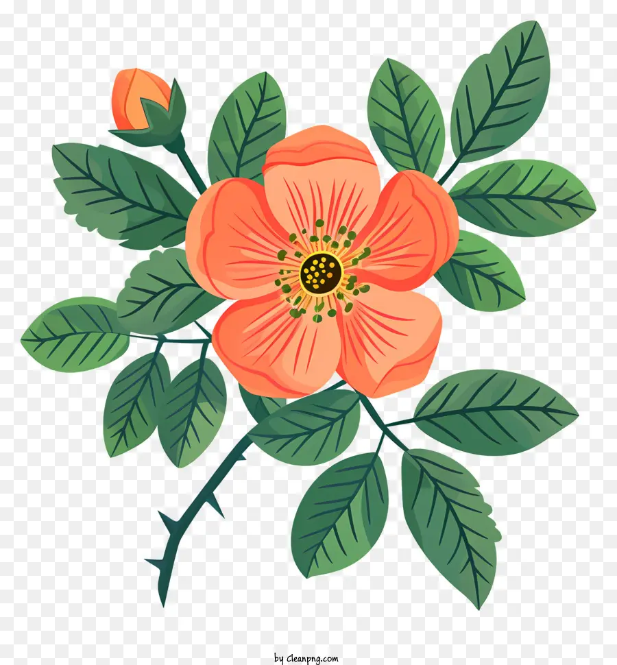 Bunga Rosehip Mekar，Oranye Mawar PNG