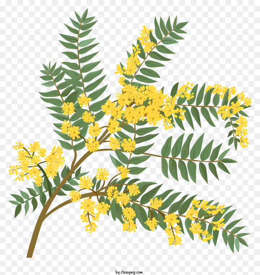 Bunga Mimosa，Bunga Kuning PNG