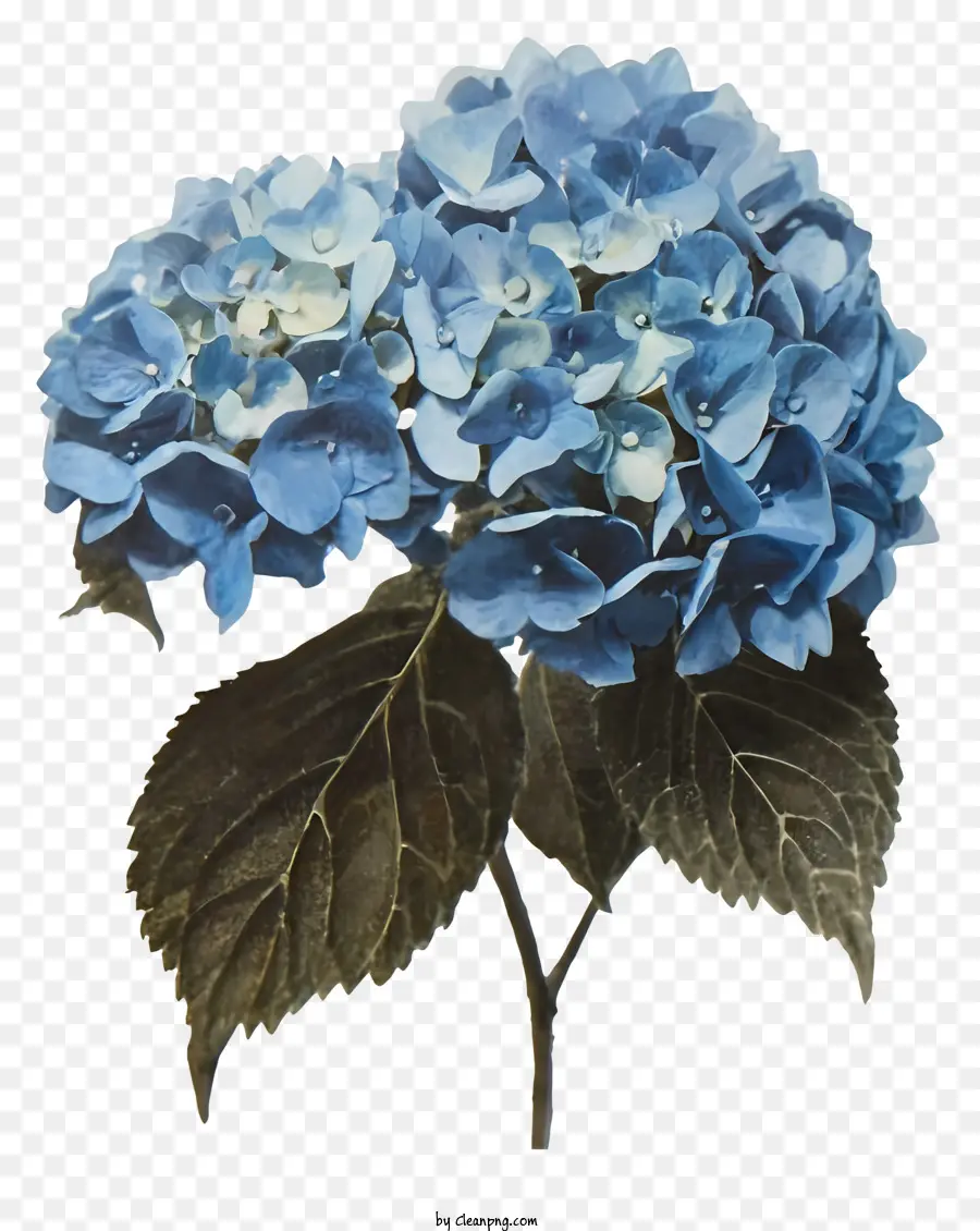 Hydrangea，Hydrangea Biru PNG