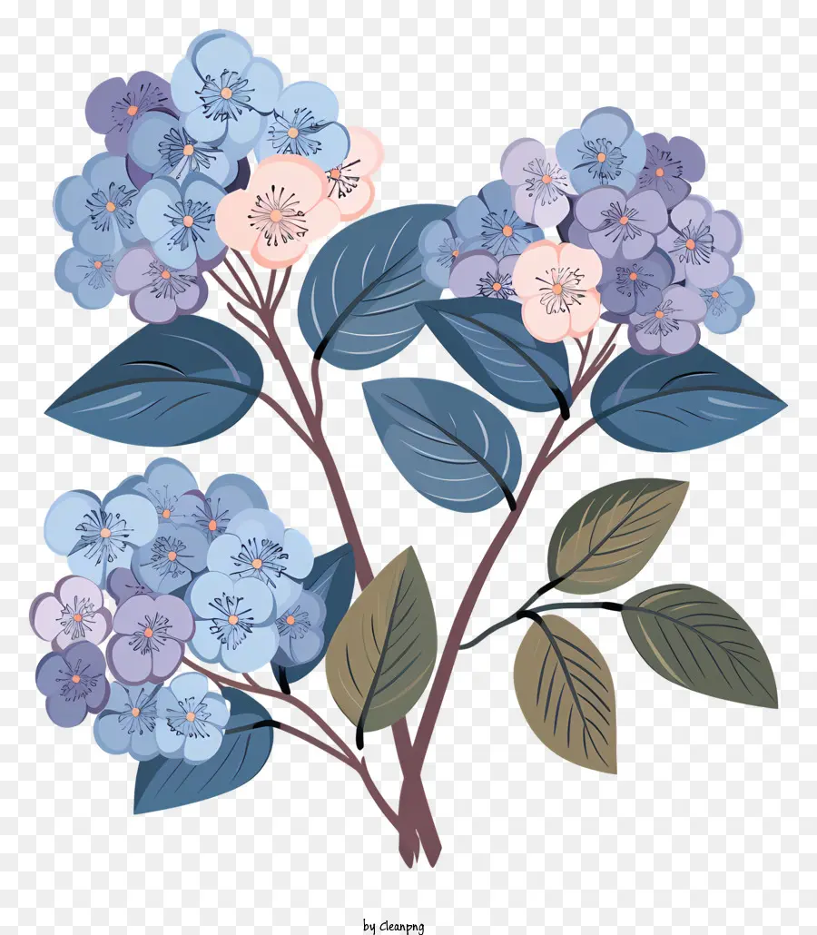 Hydrangea，Bunga PNG