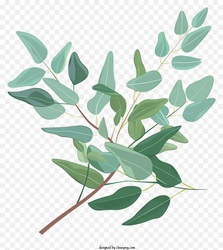 Eucalyptus Twig，Kayu Putih PNG