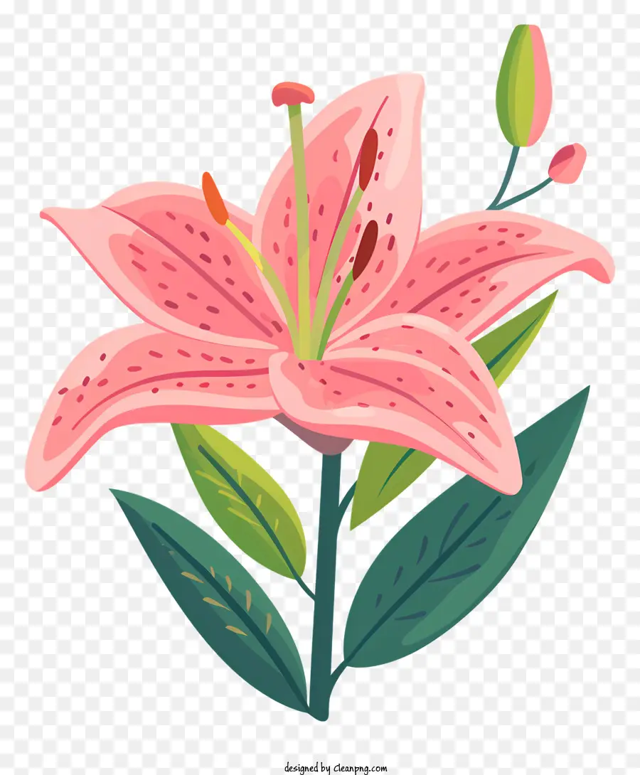 Bunga Lily Merah Muda Dengan Tunas，Pink Lily PNG