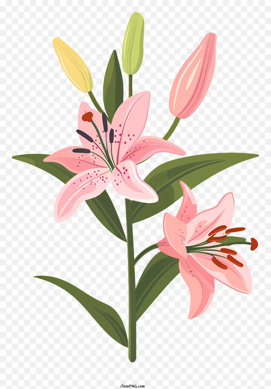 Bunga Lily Merah Muda Dengan Tunas，Lili Merah Muda PNG