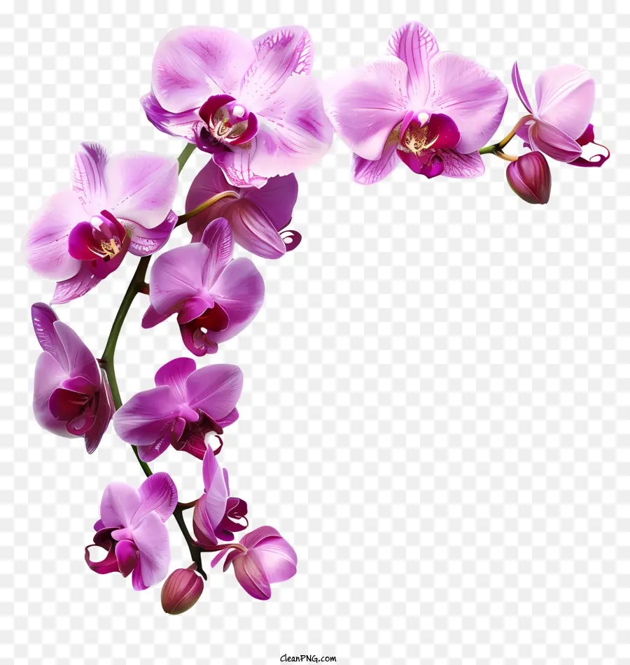 Hari Anggrek，Pink Orchid PNG