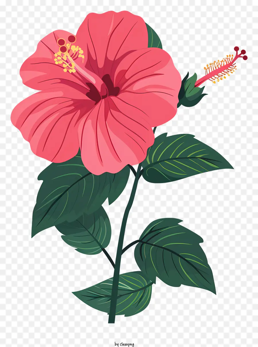 Bunga Hibiscus Pink，Bunga Merah Muda PNG